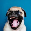 Satisfied patient — trusted dentist in Sainte-Julie